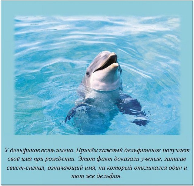 http://s.spynet.ru/uploads/posts/2012/0207/fakti_15.jpg
