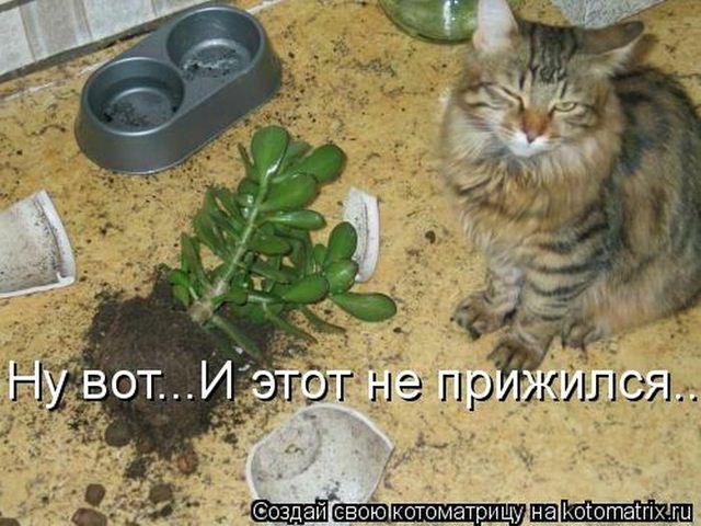 http://s.spynet.ru/uploads/posts/2012/0420/kotomatrix_18.jpg
