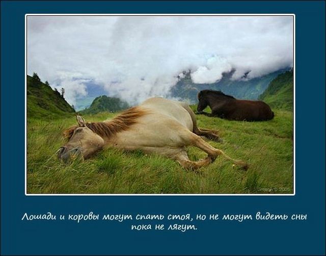 http://s.spynet.ru/uploads/posts/2012/0522/sleeping_animals_06.jpg