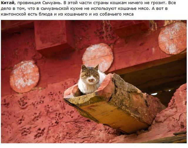 http://s.spynet.ru/uploads/posts/2012/0530/cat_01.jpg