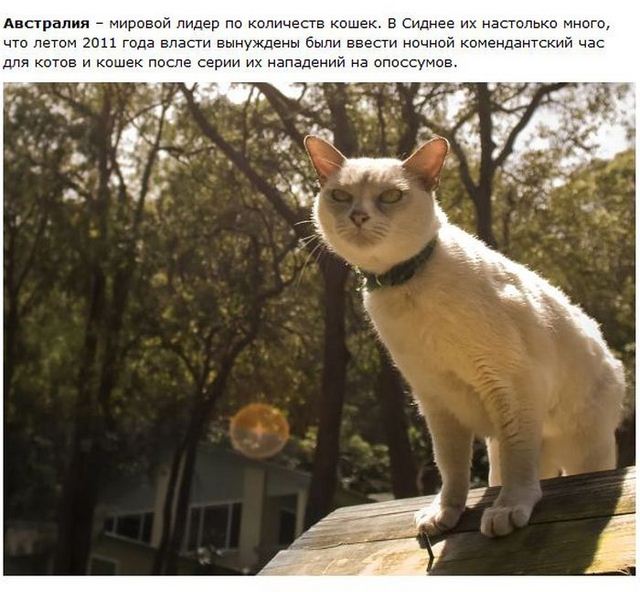 http://s.spynet.ru/uploads/posts/2012/0530/cat_06.jpg