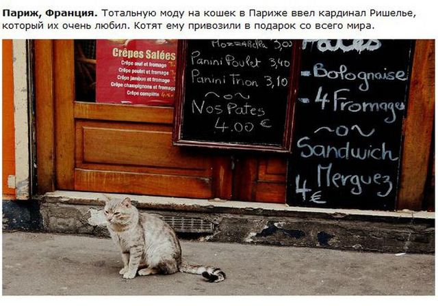 http://s.spynet.ru/uploads/posts/2012/0530/cat_11.jpg