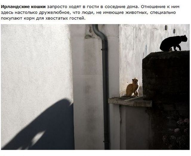 http://s.spynet.ru/uploads/posts/2012/0530/cat_12.jpg