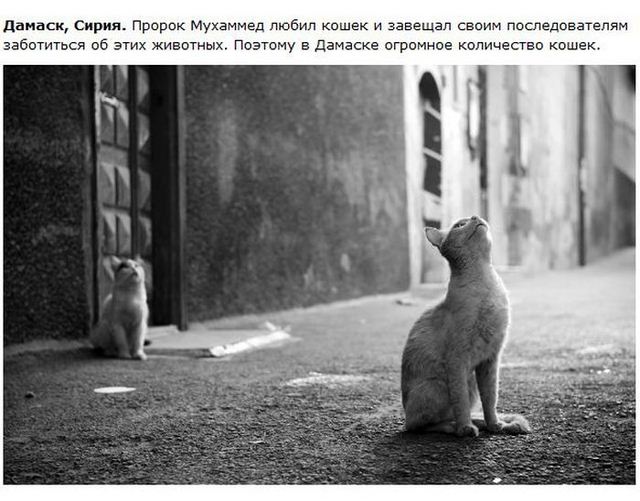 http://s.spynet.ru/uploads/posts/2012/0530/cat_20.jpg
