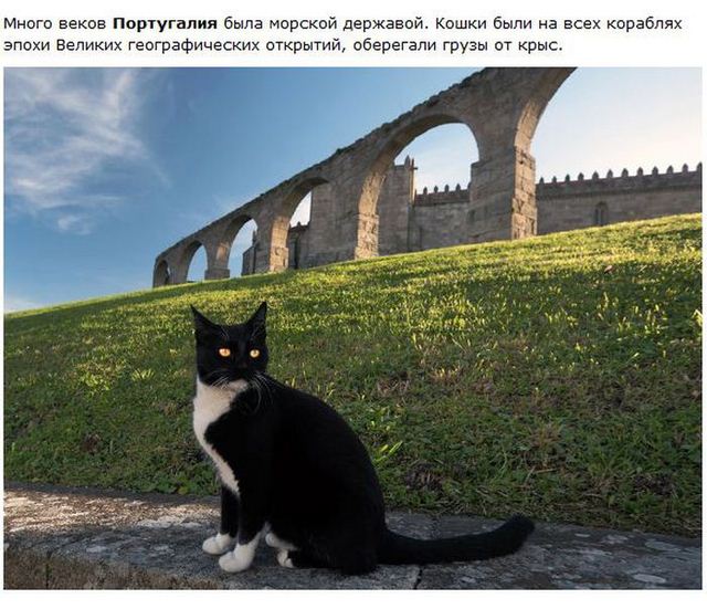 http://s.spynet.ru/uploads/posts/2012/0530/cat_21.jpg