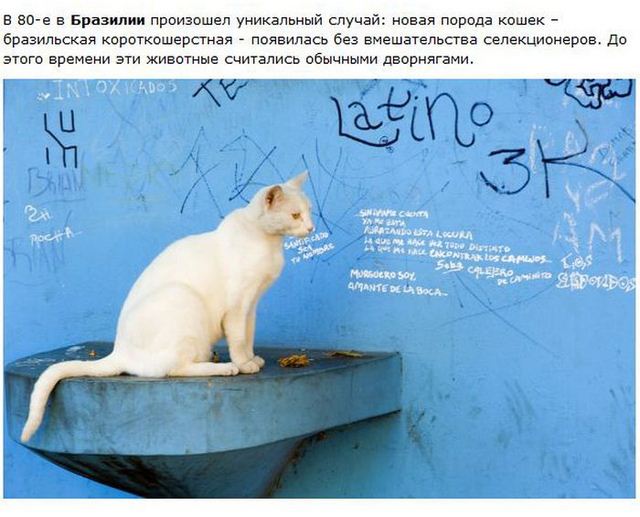http://s.spynet.ru/uploads/posts/2012/0530/cat_22.jpg