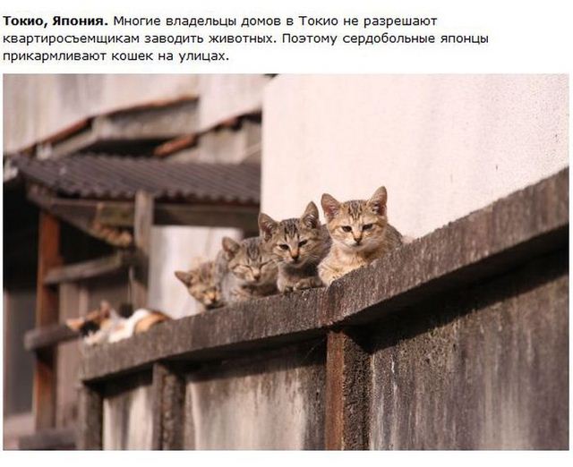 http://s.spynet.ru/uploads/posts/2012/0530/cat_24.jpg