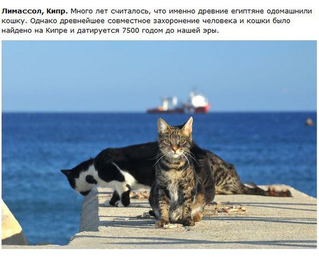 http://s.spynet.ru/uploads/posts/2012/0530/cat_26.jpg